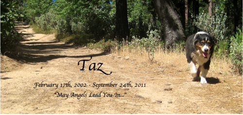 Memorializing your pet