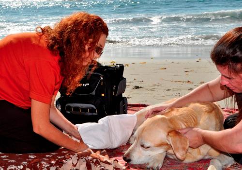 Dr. Annie doing a euthanasia at the beach