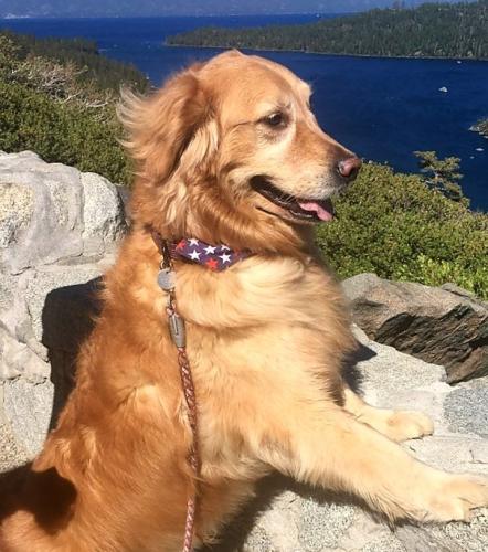 Dog having a great time on hike