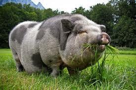 Pot Bellied Pig picture