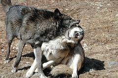 Wolf fight